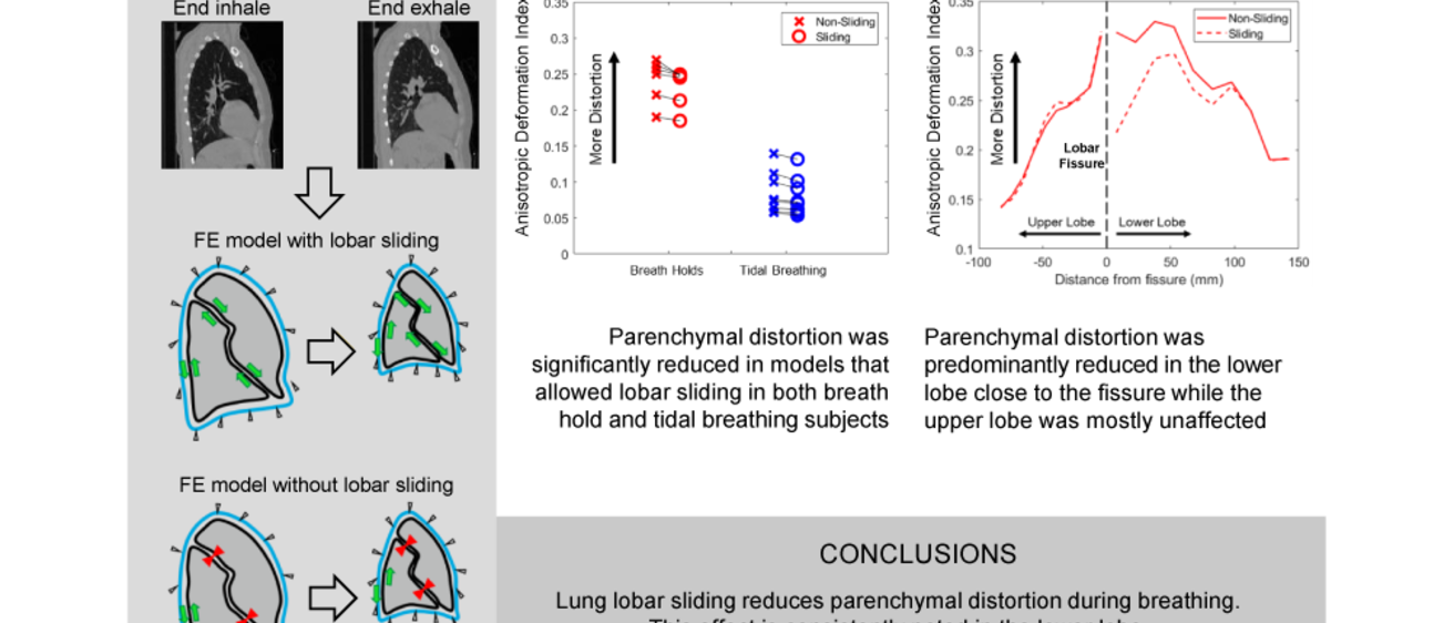 Role of lung lobar sliding on parenchymal distortion during breathing
